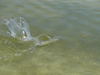 Cuba Bonefish 2